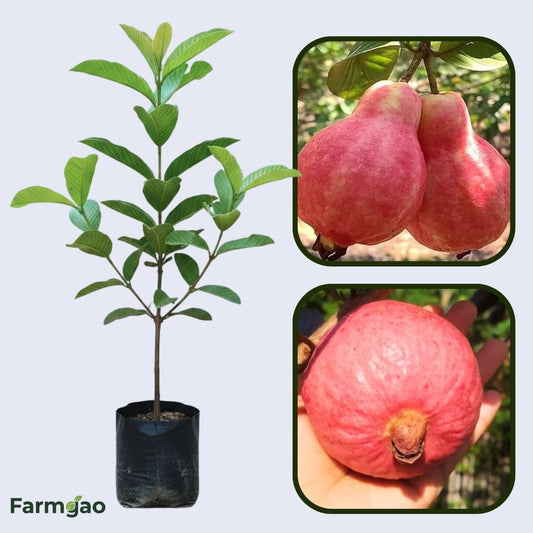 Egyptian Pink Guava Air Layered Healthy Fruit Plant