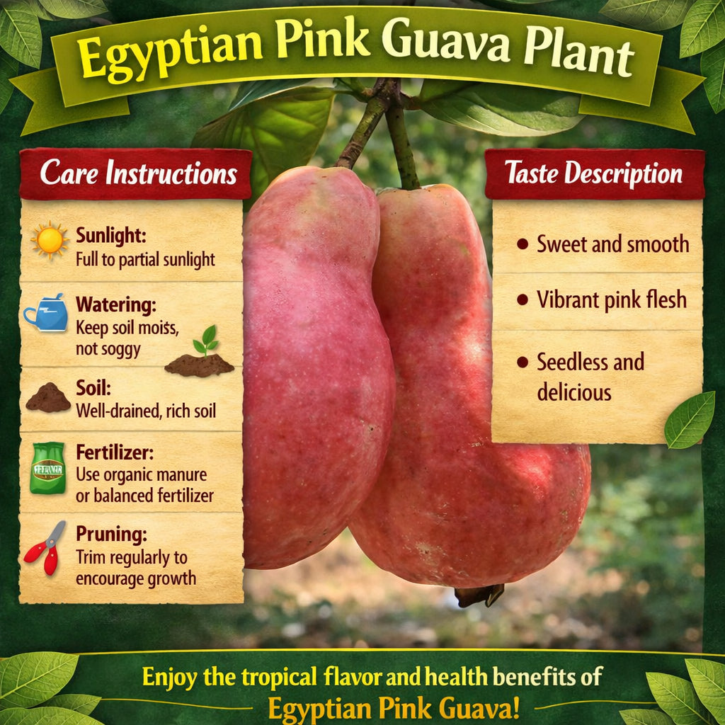 Egyptian Pink Guava Air Layered Healthy Fruit Plant