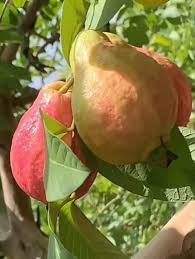 Egyptian Pink Guava Air Layered Healthy Fruit Plant