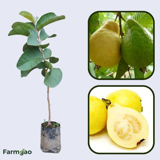 Egyptian White Guava Air Layered Healthy Fruit Plant