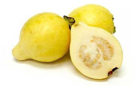 Egyptian White Guava Air Layered Healthy Fruit Plant