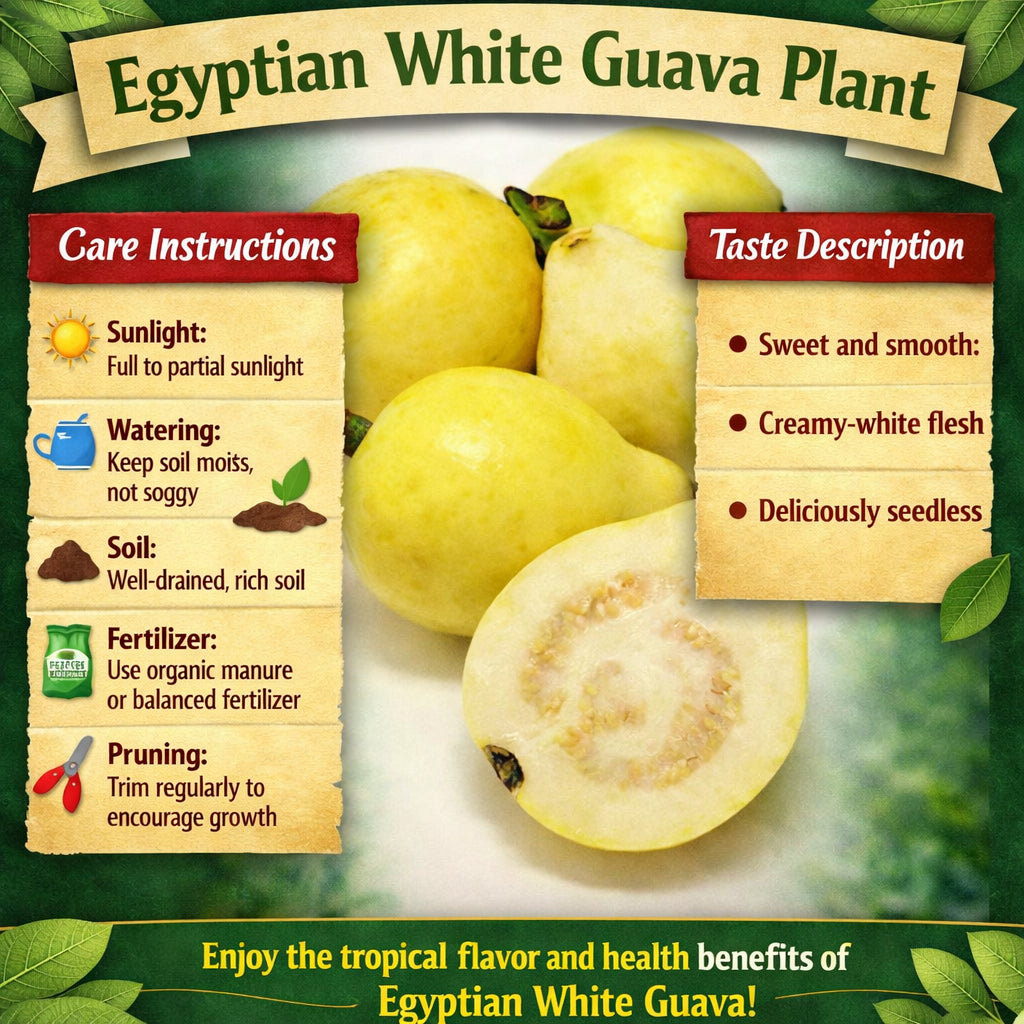 Egyptian White Guava Air Layered Healthy Fruit Plant