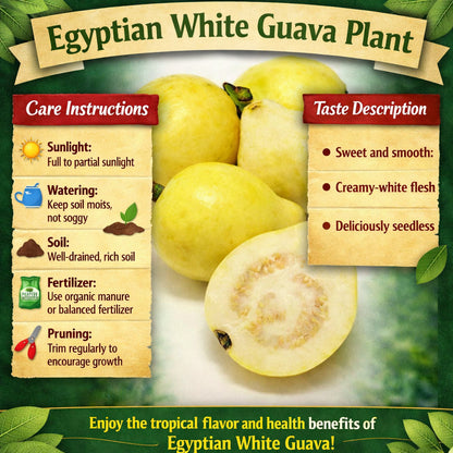 Egyptian White Guava Air Layered Healthy Fruit Plant
