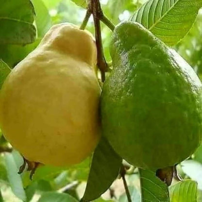 Egyptian White Guava Air Layered Healthy Fruit Plant