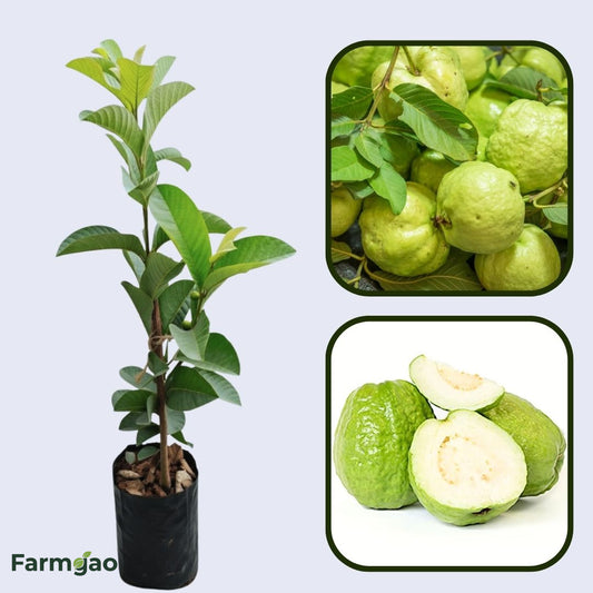 El Salvador Blanca Guava Air Layered Healthy Fruit Plant