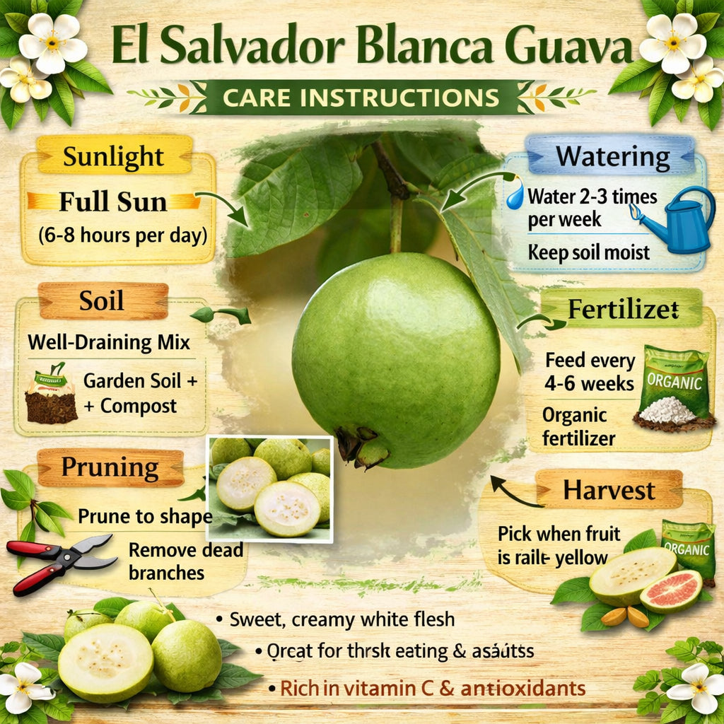 El Salvador Blanca Guava Air Layered Healthy Fruit Plant