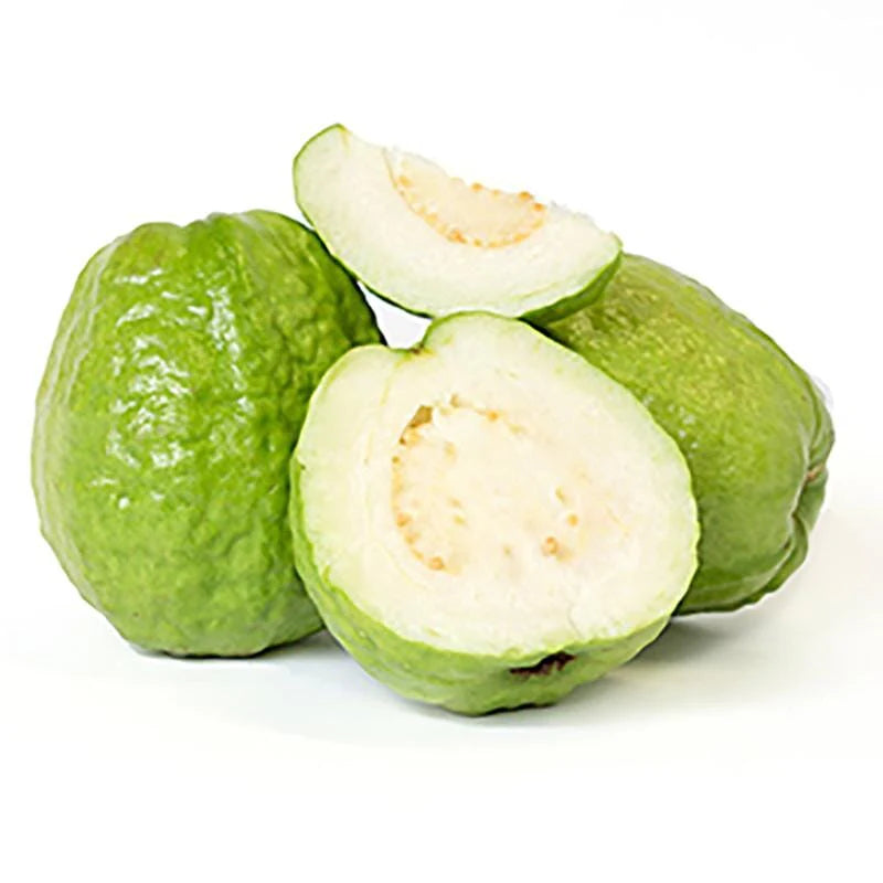 El Salvador Blanca Guava Air Layered Healthy Fruit Plant