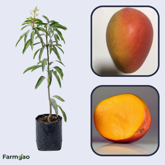 Eldon Mango Aam Grafted Healthy Fruit Plant