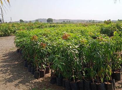 Eldon Mango Aam Grafted Healthy Fruit Plant