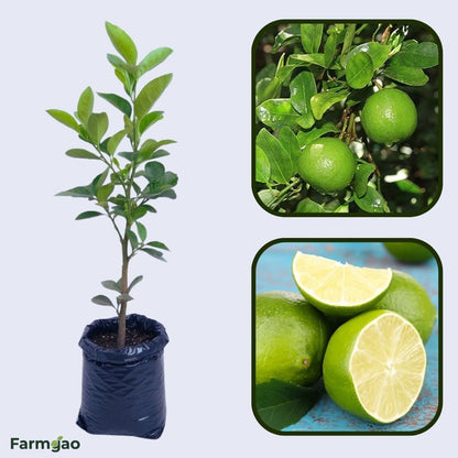 Elite Lemon Plant Live Nimbu Tree Kagzi Lemon Citrus Limon Fruit Plant