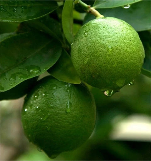 Elite Lemon Plant Live Nimbu Tree Kagzi Lemon Citrus Limon Fruit Plant