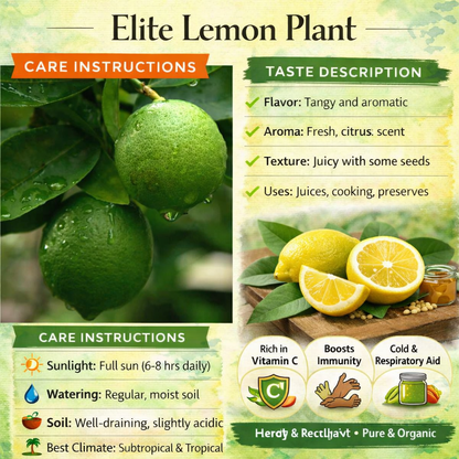 Elite Lemon Plant Live Nimbu Tree Kagzi Lemon Citrus Limon Fruit Plant