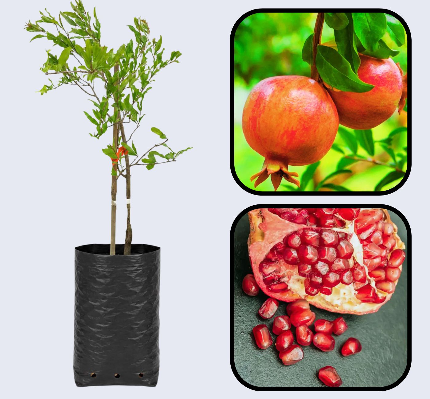 Emek Pomegranate Grafted Fruit Plant – High Yielding Sweet Juicy Anar Tree Variety