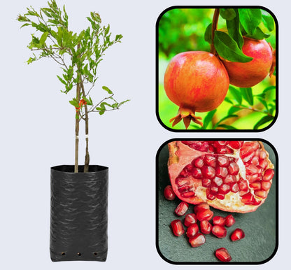 Emek Pomegranate Grafted Fruit Plant – High Yielding Sweet Juicy Anar Tree Variety
