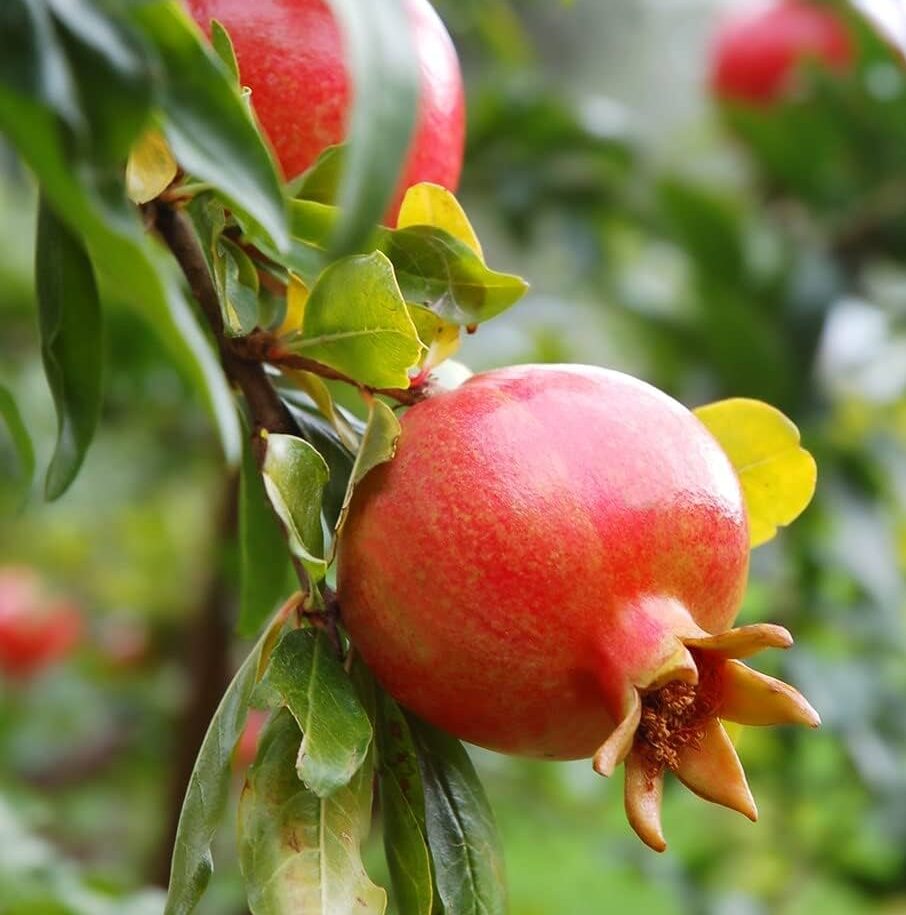 Emek Pomegranate Grafted Fruit Plant – High Yielding Sweet Juicy Anar Tree Variety