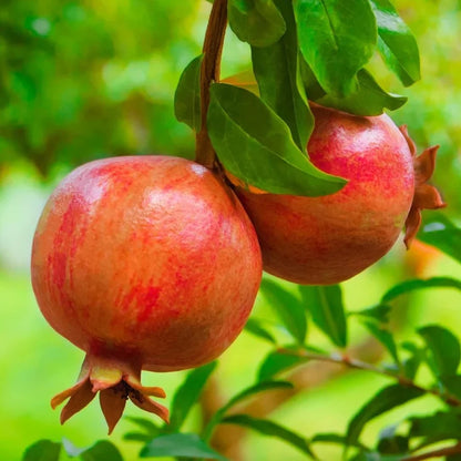 Emek Pomegranate Grafted Fruit Plant – High Yielding Sweet Juicy Anar Tree Variety