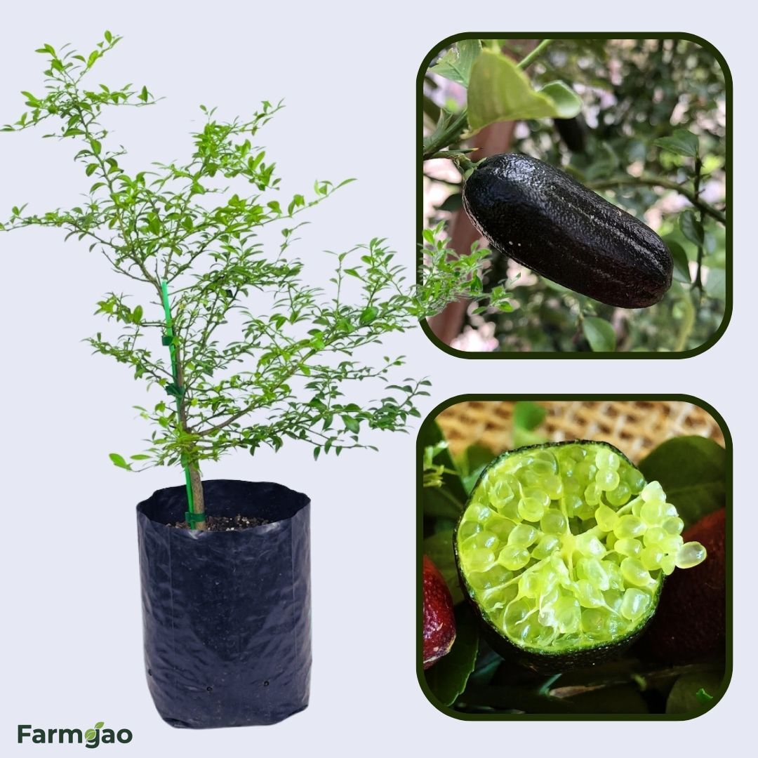 Emerald Finger Lime Plant Live Nimbu Tree Kagzi Lemon Citrus Limon Fruit Plant