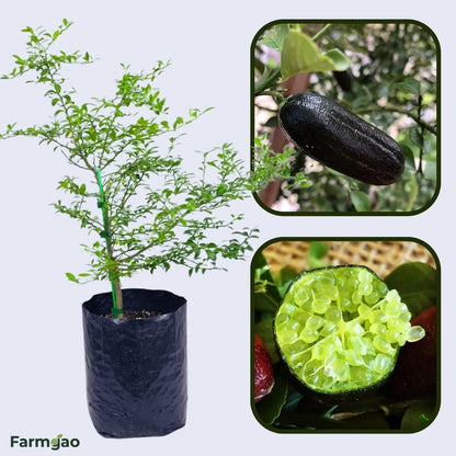 Emerald Finger Lime Plant Live Nimbu Tree Kagzi Lemon Citrus Limon Fruit Plant