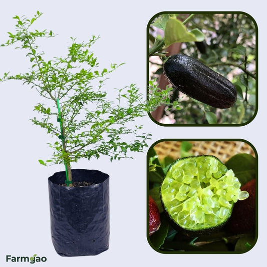 Emerald Finger Lime Plant Live Nimbu Tree Kagzi Lemon Citrus Limon Fruit Plant
