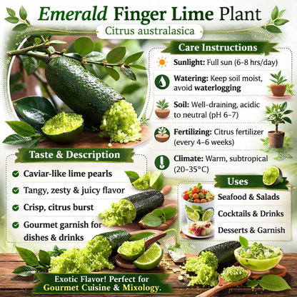 Emerald Finger Lime Plant Live Nimbu Tree Kagzi Lemon Citrus Limon Fruit Plant
