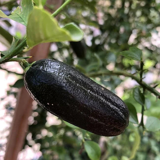 Emerald Finger Lime Plant Live Nimbu Tree Kagzi Lemon Citrus Limon Fruit Plant