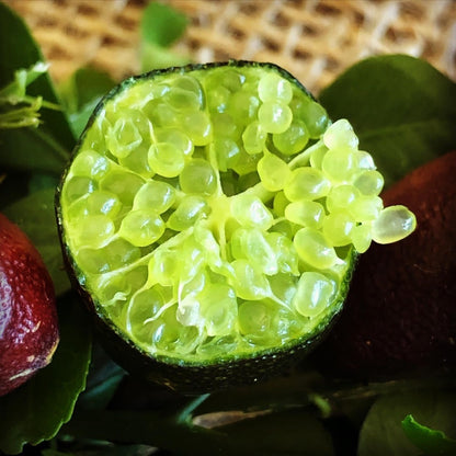 Emerald Finger Lime Plant Live Nimbu Tree Kagzi Lemon Citrus Limon Fruit Plant