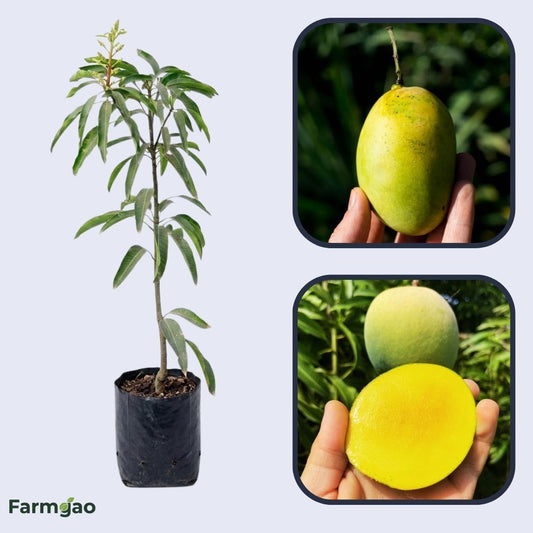 Emerald Mango Aam Grafted Healthy Fruit Plant