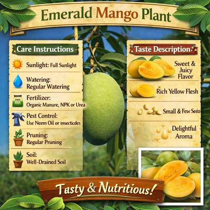 Emerald Mango Aam Grafted Healthy Fruit Plant
