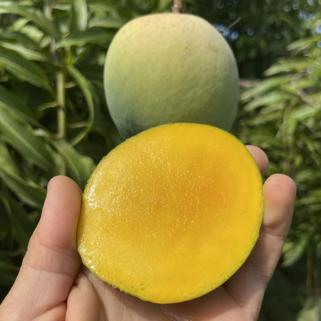 Emerald Mango Aam Grafted Healthy Fruit Plant