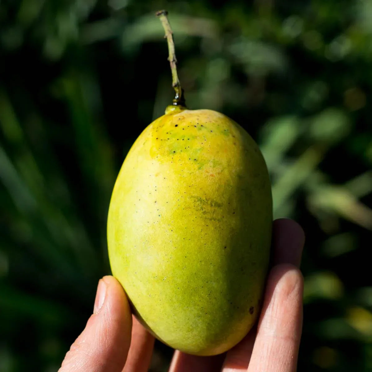 Emerald Mango Aam Grafted Healthy Fruit Plant