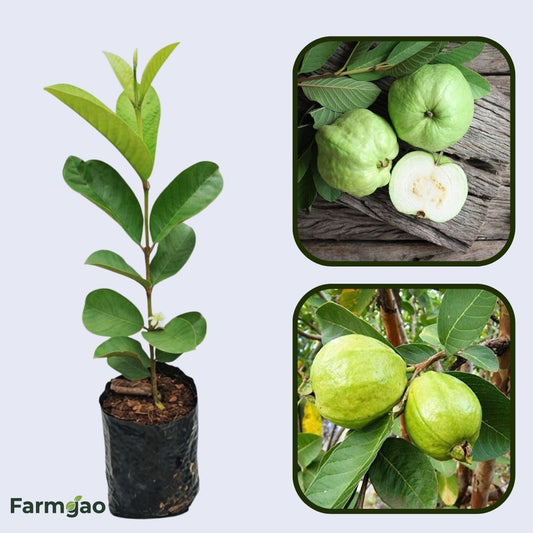 Emerald White Guava Air Layered Healthy Fruit Plant