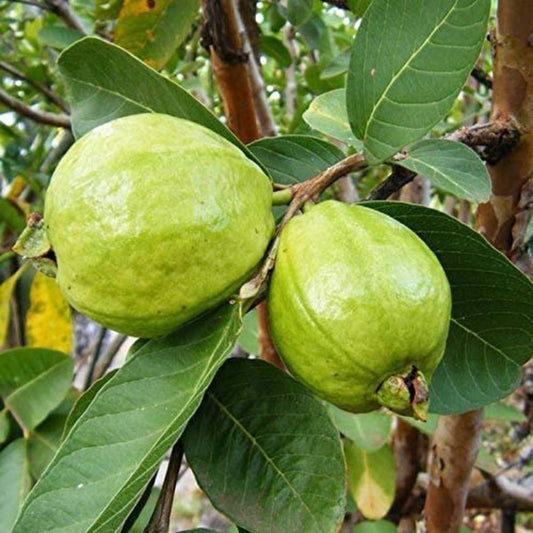 Emerald White Guava Air Layered Healthy Fruit Plant