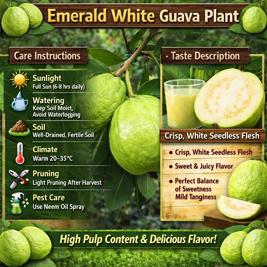 Emerald White Guava Air Layered Healthy Fruit Plant