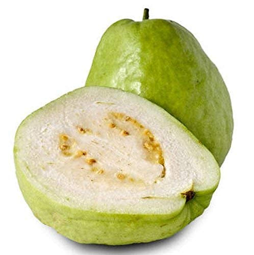 Emerald White Guava Air Layered Healthy Fruit Plant