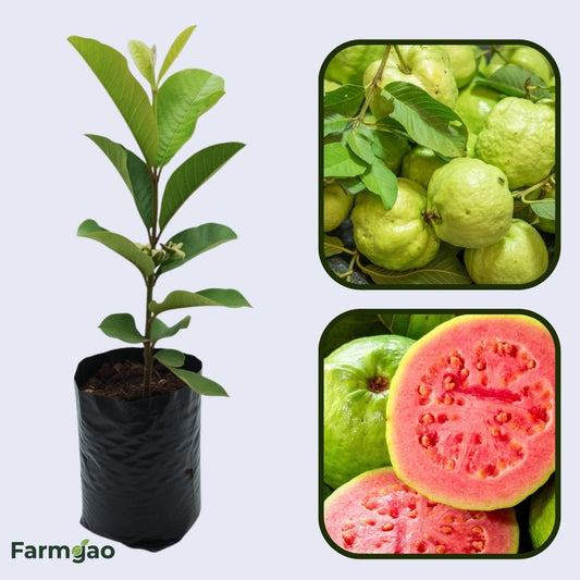 Ethiopian Pink Guava Air Layered Healthy Fruit Plant