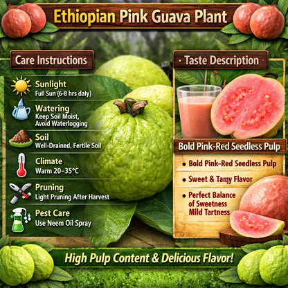 Ethiopian Pink Guava Air Layered Healthy Fruit Plant