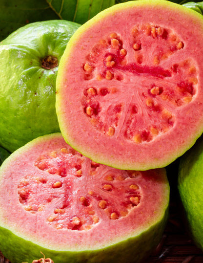 Ethiopian Pink Guava Air Layered Healthy Fruit Plant