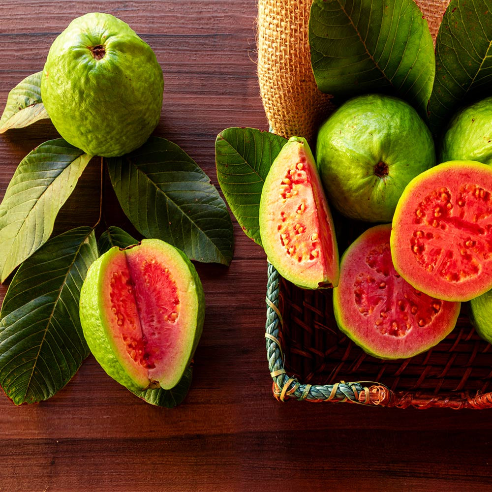 Ethiopian Pink Guava Air Layered Healthy Fruit Plant