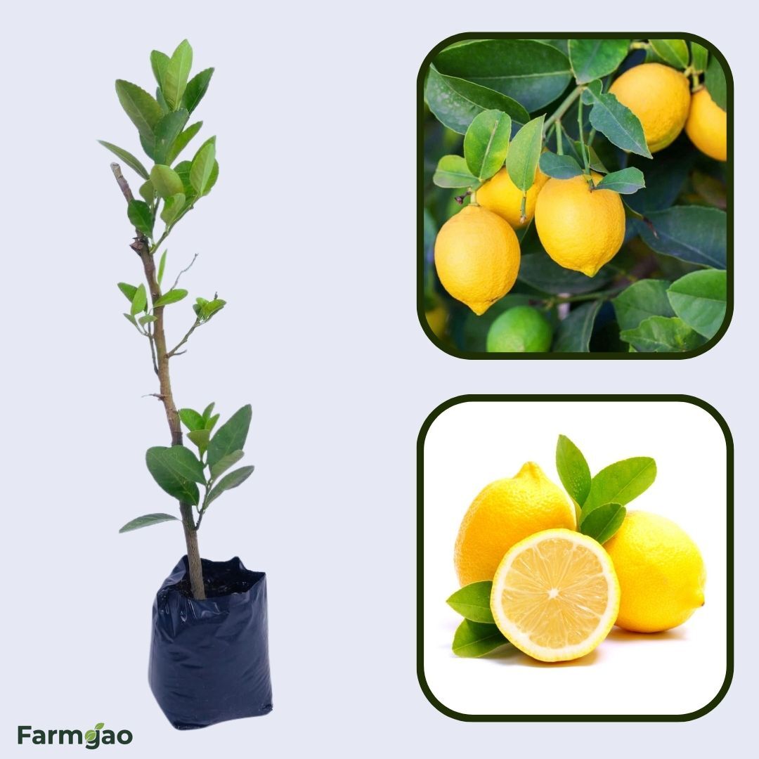 Eureka Lemon Plant Live Nimbu Tree Kagzi Lemon Citrus Limon Fruit Plant