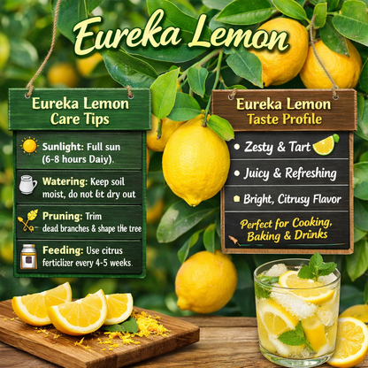 Eureka Lemon Plant Live Nimbu Tree Kagzi Lemon Citrus Limon Fruit Plant