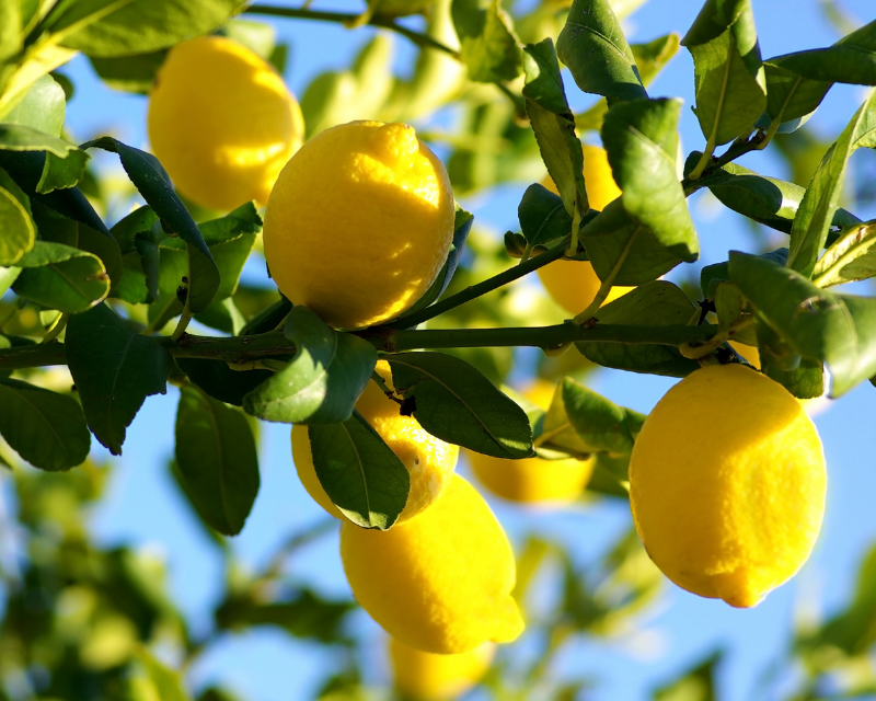 Eureka Lemon Plant Live Nimbu Tree Kagzi Lemon Citrus Limon Fruit Plant