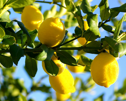 Eureka Lemon Plant Live Nimbu Tree Kagzi Lemon Citrus Limon Fruit Plant