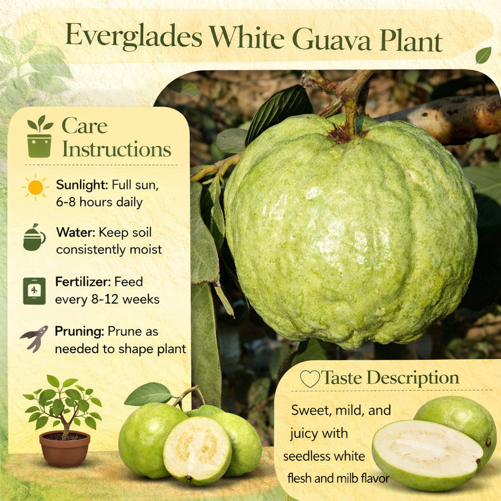 Everglades White Guava Air Layered Healthy Fruit Plant