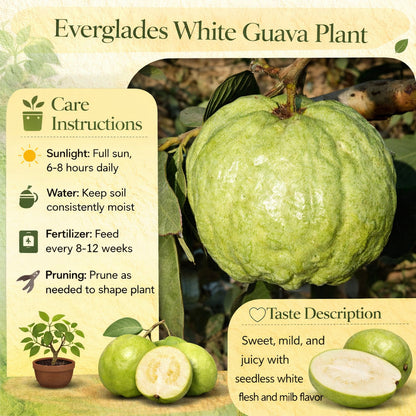 Everglades White Guava Air Layered Healthy Fruit Plant