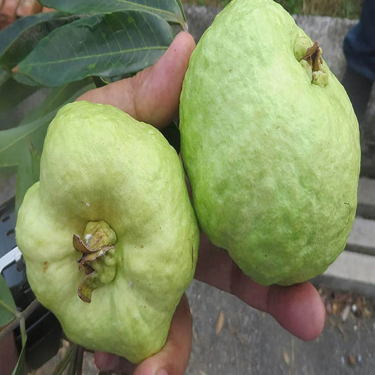Everglades White Guava Air Layered Healthy Fruit Plant
