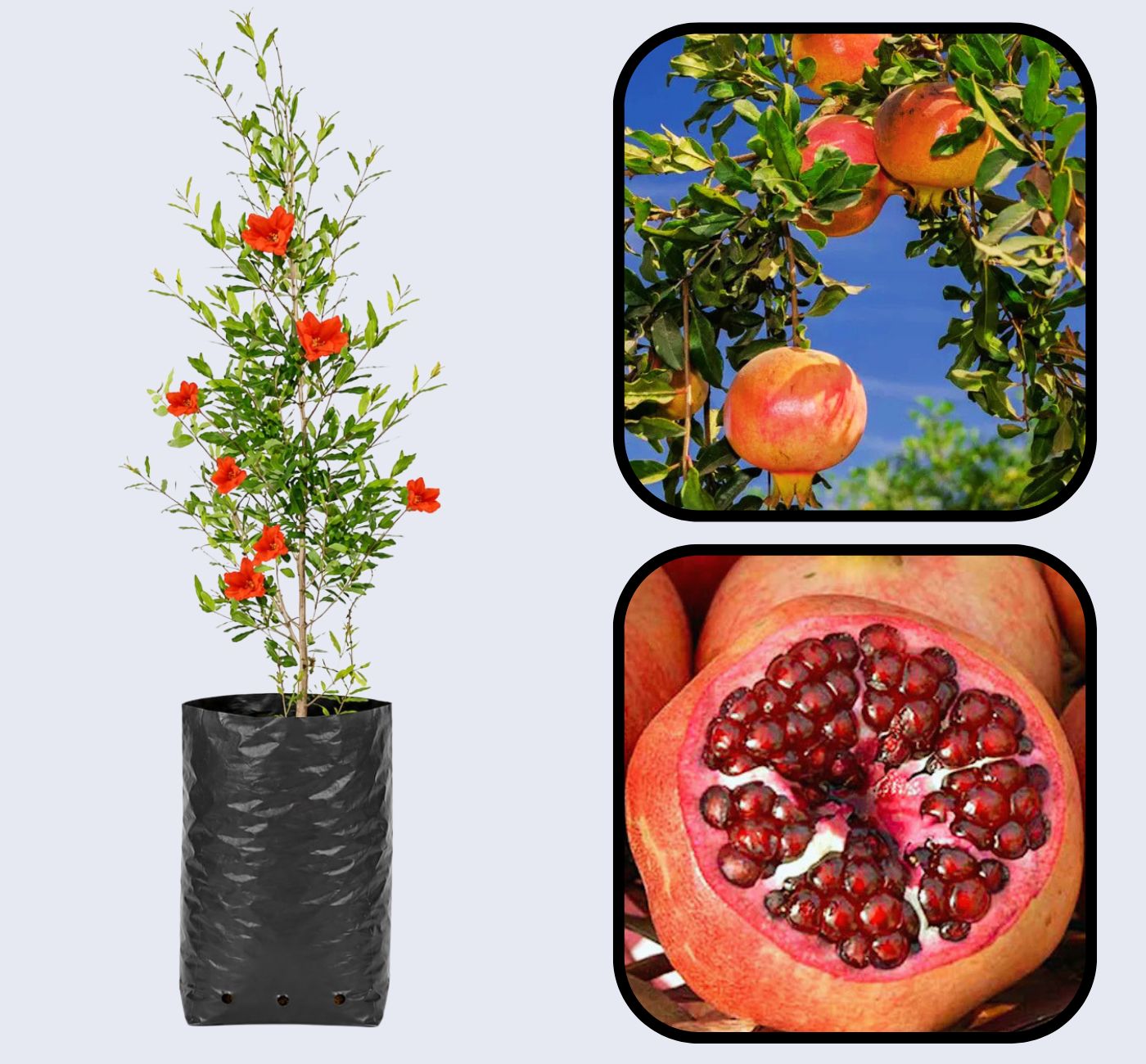 Eversweet Pomegranate Grafted Fruit Plant – High Yielding Sweet Juicy Anar Tree Variety