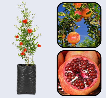 Eversweet Pomegranate Grafted Fruit Plant – High Yielding Sweet Juicy Anar Tree Variety