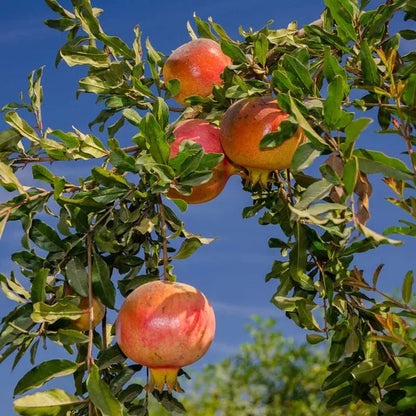Eversweet Pomegranate Grafted Fruit Plant – High Yielding Sweet Juicy Anar Tree Variety