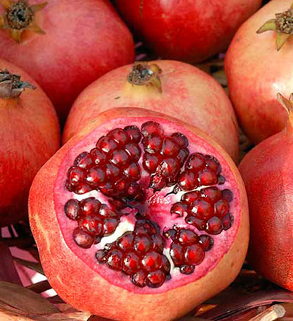 Eversweet Pomegranate Grafted Fruit Plant – High Yielding Sweet Juicy Anar Tree Variety