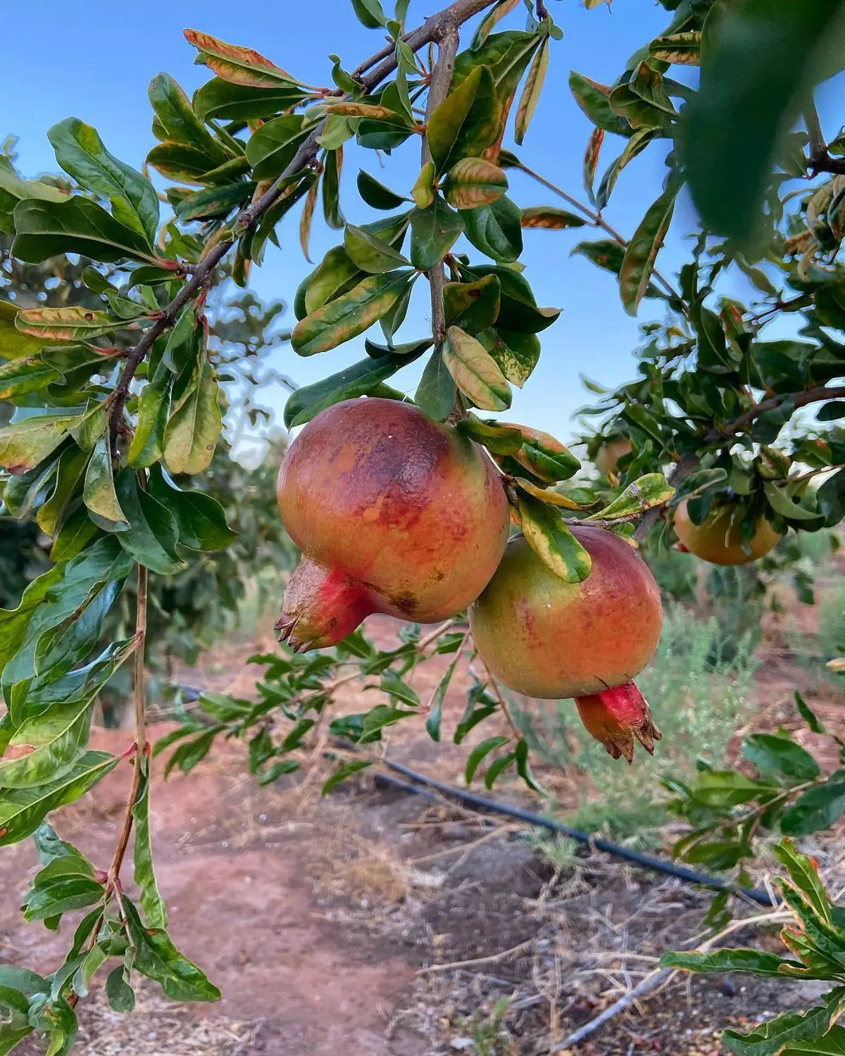 Eversweet Pomegranate Grafted Fruit Plant – High Yielding Sweet Juicy Anar Tree Variety